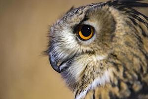 détail des yeux de hibou gros plan macro photo