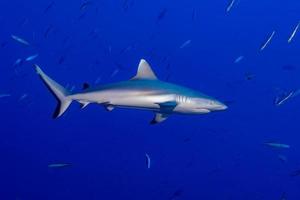 requin gris prêt à attaquer sous l'eau photo