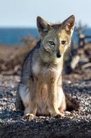 yeux bleus leicester fc champion renard photo