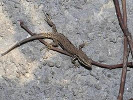 jeune lézard gros plan macro photo