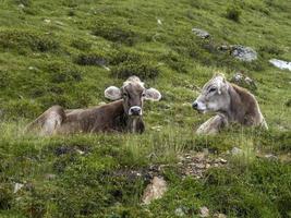 vache dans le fond de la montagne des dolomites photo