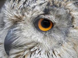 grand-duc sibérien, bubo, sibiricus, gros plan, yeux, portrait photo