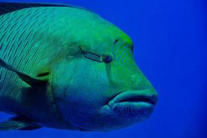 poisson napoléon de la mer rouge portrait en gros plan photo