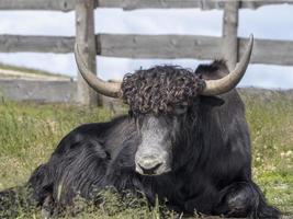 highlander ecosse vache poilue yak détail photo