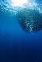 marlin rayé et lion de mer chassant dans une boule d'appâts à la sardine dans l'océan pacifique photo