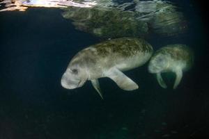 lamantin de floride portrait en gros plan photo