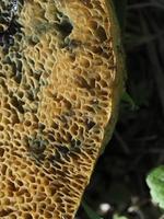 champignon suillus granulatus gros plan photo