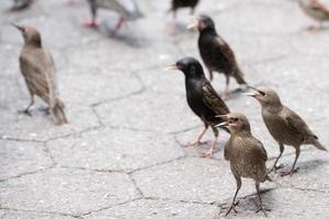 oiseaux qui se battent pour la nourriture gros plan photo