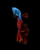 capturer le moment émouvant du poisson combattant siamois rouge-bleu photo