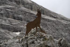 silhouette de steinbock dans le panorama des montagnes des dolomites de tofane photo