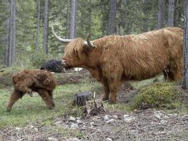 highlander ecosse vache poilue mère et bébé veau nouveau-né photo