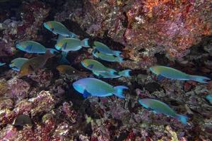 banc de perroquets portrait de poissons aux maldives photo