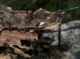 fourmis à l'intérieur fourmilière dans le bois photo