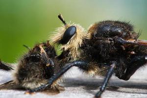 mouche jaune du meurtre ou mouche jaune du voleur avec un bourdon comme proie. l'insecte est aspiré photo