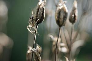 araignée croisée rampant sur un fil d'araignée vers une plante. un chasseur utile parmi les insectes photo