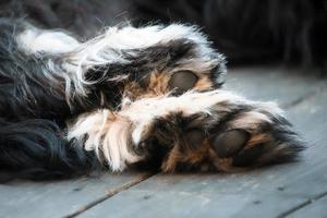 goldendoodle allongé sur une terrasse en bois. les pattes noires brunes d'un chien hybride photo