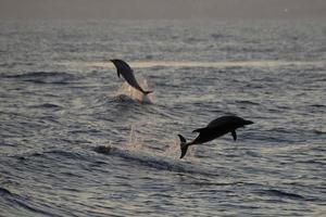 deux dauphins rayés heureux sautant au coucher du soleil photo