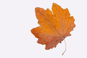 feuille d'automne, érable, feuille d'érable, feuille séchée isolée sur fond blanc. photo