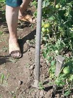 désherber les mauvaises herbes dans le jardin à la houe photo