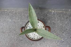 gros plan d'une plante sansivera argentée dans un pot sur un arrière-plan flou. le nom indonésien est la langue d'argent de la belle-mère. plantes ornementales à la maison. utilisé pour les fonds de nature. photo
