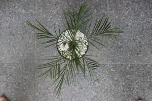 gros plan d'un beau bonsaï de palmier phénix dans un pot. le nom scientifique est phoenix roeblenii. bon pour les plantes ornementales dans la maison. photo