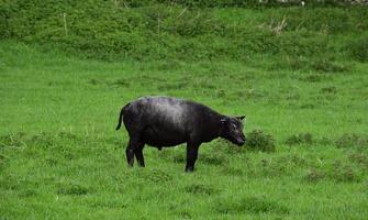 gros mouton noir dans un champ d'herbe photo