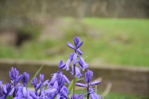 très jolies jacinthes communes en fleurs dans le nord de l'angleterre photo