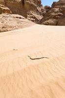 perles bédouines sur le désert de dunes de sable jaune photo