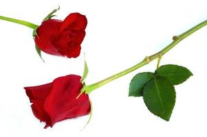 deux roses rouges photo
