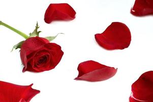 rose rouge et pétales photo