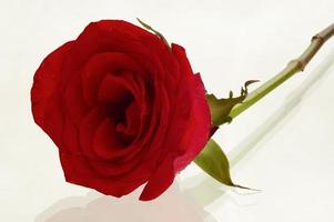 belle rose rouge photo