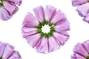 belles fleurs d'hibiscus photo