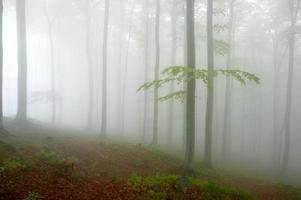 bois de hêtre en forêt photo