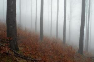 bois de hêtre et brouillard photo