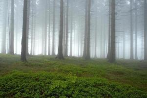 dans la forêt d'épicéas photo