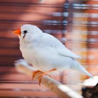 oiseau pinson coupe-gorge blanc photo