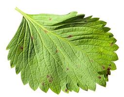 verso de la feuille verte de la fraise du jardin photo