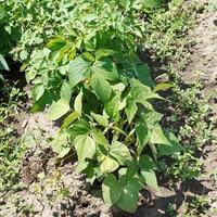 buisson de haricot vert dans le jardin photo