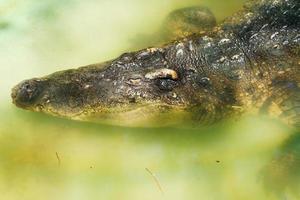 crocodile dans l'eau jaune photo