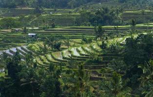 rizières en terrasses de Bali photo