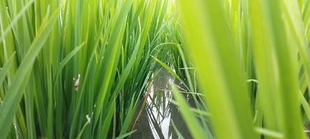 les plants de riz vert avec des flaques d'eau sont magnifiques, dans une vaste étendue photo