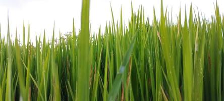 les plants de riz vert avec des flaques d'eau sont magnifiques photo
