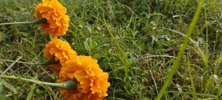 les fleurs de gumitir avec des plantes similaires sont très belles photo