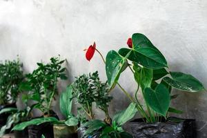 plantes soignées photo