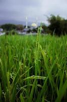 rizières indonésiennes plantées de riz photo