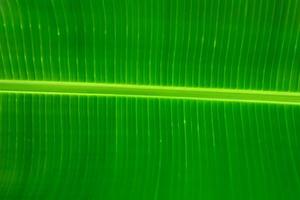 banane tropicale. feuille de banane. texture de fond vert photo