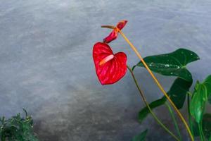 plantes entretenues dans le jardin photo