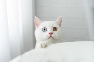 belle image de chat blanc avec deux yeux de couleur à la maison photo