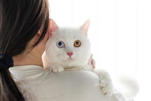 belle image de chat blanc avec deux yeux de couleur à la maison photo