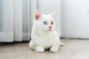 belle image de chat blanc avec deux yeux de couleur à la maison photo